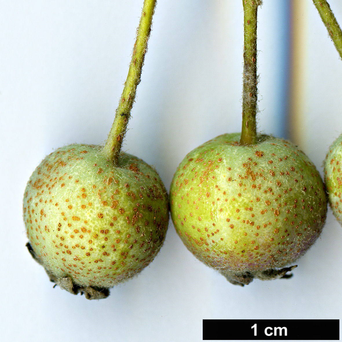 High resolution image: Family: Rosaceae - Genus: Malus - Taxon: yunnanensis - SpeciesSub: var. veitchii High resolution image: Family: Rosaceae - Genus: Malus - Taxon: yunnanensis - SpeciesSub: var. veitchii